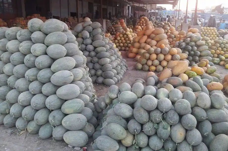 Mazar region Afghan melons